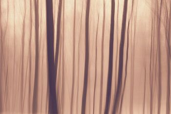 Ethereal Forest Trees