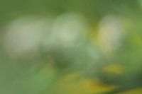 Creatieve foto met groen en geel tinten