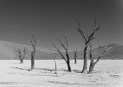 Groepje Acacia's in Deadvlei in zwartwit