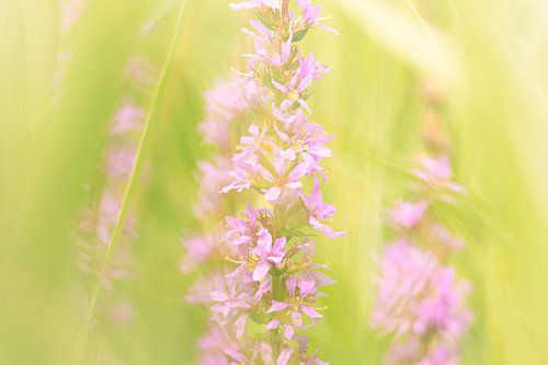 Flower "Large Cat's Tail" with dreamy effect