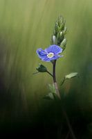 Wiesenblume