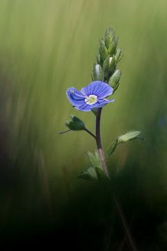 Field flower by Olivier Chattlain
