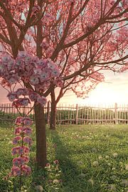 Japanese cherry blossom trees in a flowering meadow by Besa Art