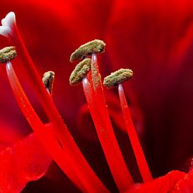 Amaryllis rouge sur Marcel van Kan