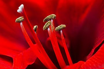 Red Amaryllis by Marcel van Kan