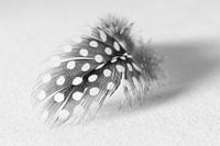 Featherweight