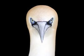 Northern gannet by Edwin Butter