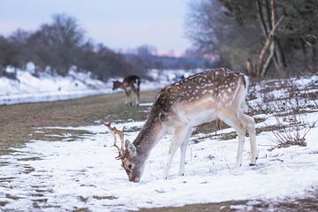 Des daims dans la neige avec le coucher du soleil sur Anne Zwagers