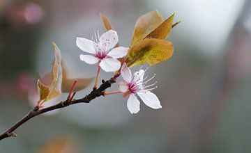 Roze bloesem met een zachte achtergrond van Joyce Derksen