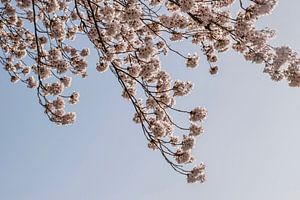 Sakura - fleur de cerisier