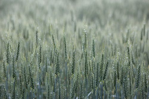 Le champ de maïs après la pluie