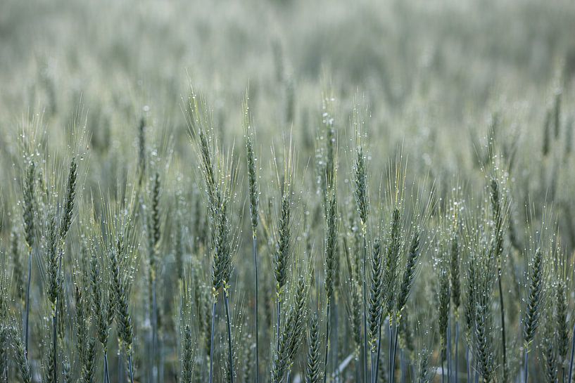 Cornfield after the rain by Elke Wolfbeisser