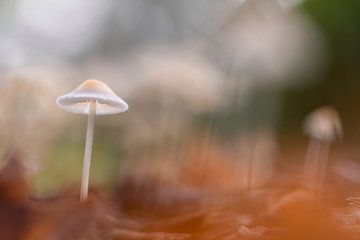 Stimmungsvolles Foto eines Pilzes