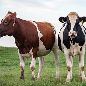 Twee koeien, een roodbont en een zwartbont rund, bij de dijk van Jacoline van Dijk