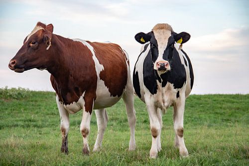 Twee koeien, een roodbont en een zwartbont rund, bij de dijk