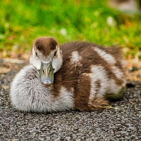 Golden Ratio Goose by Frans Blok - photos, art and other wall decoration