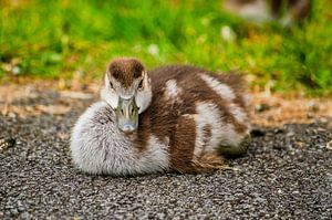 Goldener Schnitt-Gans
