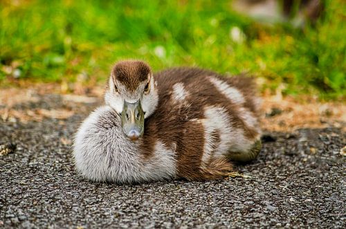 Goldener Schnitt-Gans