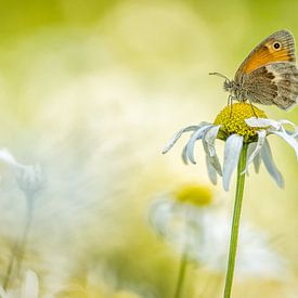 Schöner Schmetterling von Jan Linskens