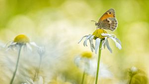 Beautiful butterfly by Jan Linskens