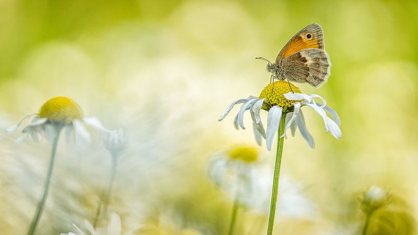 Prachtige vlinder van Jan Linskens