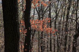 Vorfrühling von Thomas Jäger