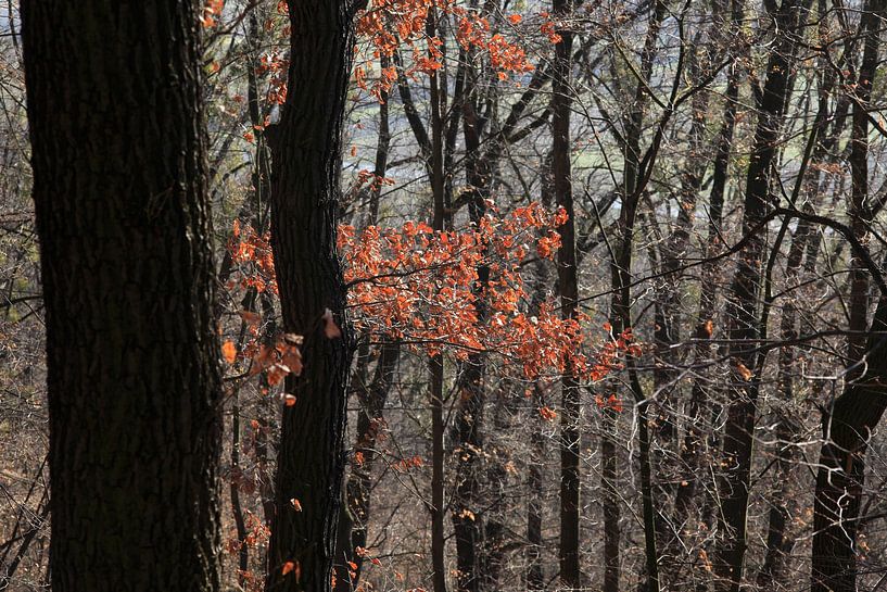 Early Spring by Thomas Jäger