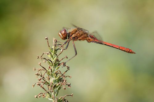 Stone red heidelibel