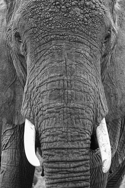Éléphant d'Afrique par Hilda Weges
