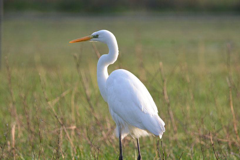 Grote zilverreiger (Ardea alba) van Julia Satter