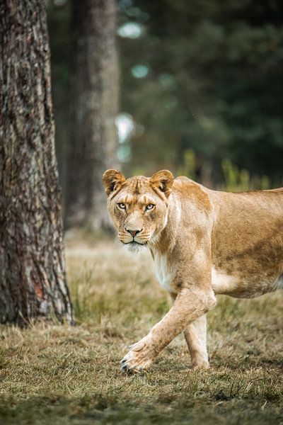 Lioness on the walk by Design Wall Arts