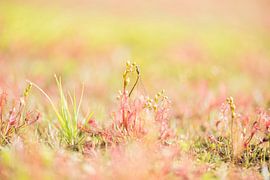 Sundew vs Damselfly