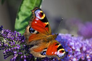 Dagpauwoog vlinder sur Patrick van Lent