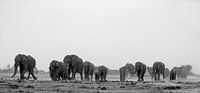 elephants