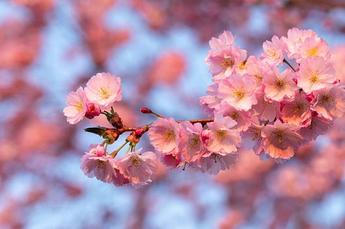 Japanse kersenbloesem in volle pracht.
