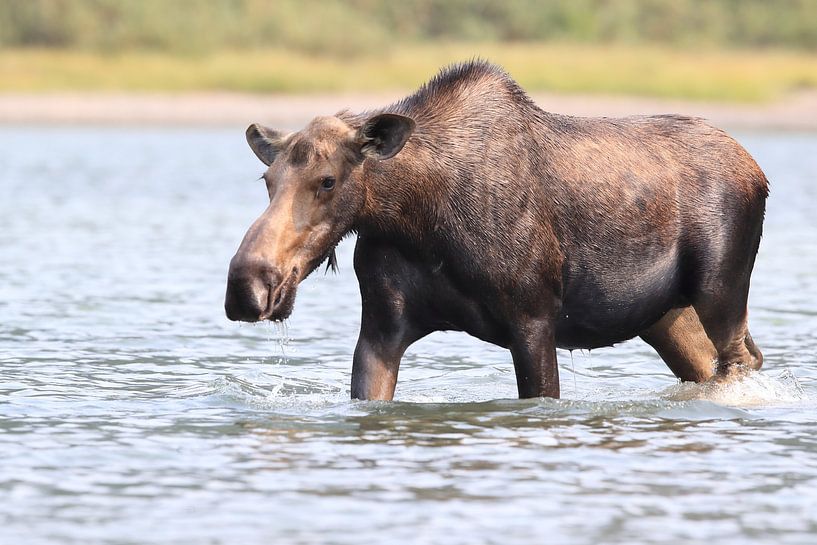 Moose cow eating water plants in Lake Glacier National Park in Montana, USA by Frank Fichtmüller