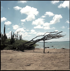 Tree structure on the beach in Aruba by Aaron Zwaal