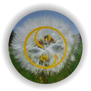 Zwanen, Paardenbloem , en het Yin Yang symbool