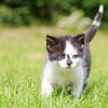 Een jong katje loopt haar eerste pasjes over een grasveld van Henk van den Brink