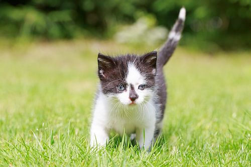 Een jong katje loopt haar eerste pasjes over een grasveld