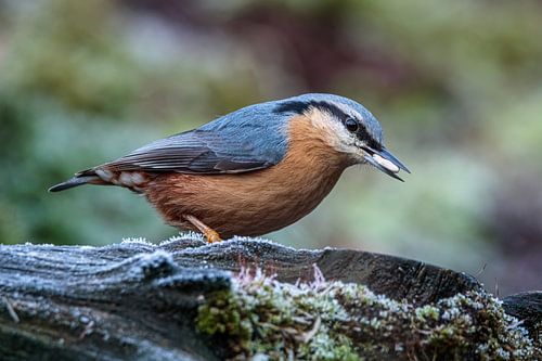 Une sittelle mord dans un arbre