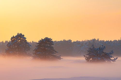 Winter op de Veluwe