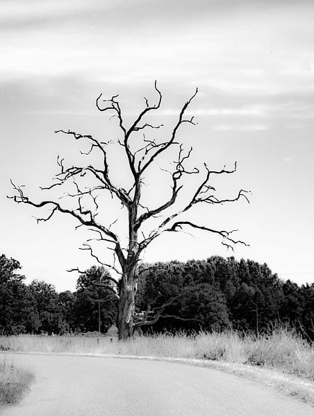 Arbre de paysage par Arend van Beek
