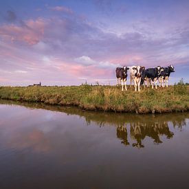 Curious cows in the countryside by Ellen van den Doel