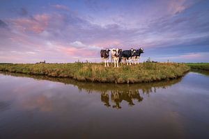 Curious cows in the countryside