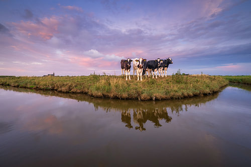 Nieuwsgierige koeien in het landschap