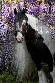 Tinker, umgeben von Blauer Regen | Pferdefotografie von Christelle Nonnekes