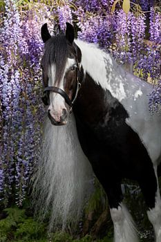 Tinker, umgeben von Blauer Regen | Pferdefotografie