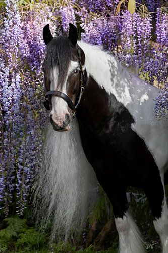Tinker, umgeben von Blauer Regen | Pferdefotografie