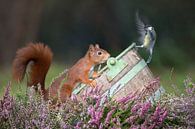 Eichhörnchen und Kohlmeise von Ina Hendriks-Schaafsma Miniaturansicht